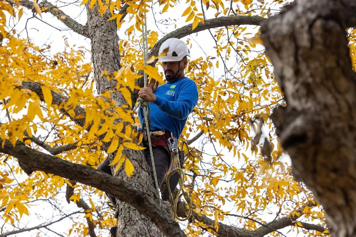 Skilled Tree Pruning crew working in Cocolamus